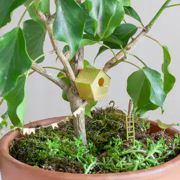 Piantina di casa sull'albero con foglie verdi e casetta in miniatura in vaso di terracotta.