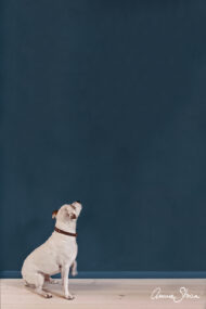 Wall Paint Annie Sloan Aubusson